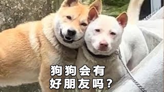 狗狗会有好朋友吗？友谊不比人类差！