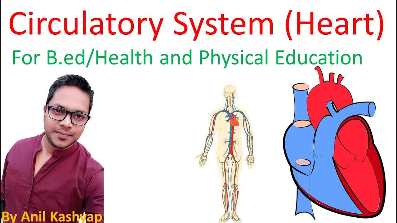 Elementary Structure Of Heart For B.ed |Health And Physical Education ...