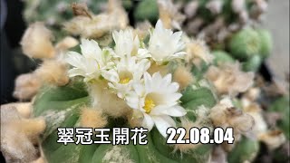 翠冠玉開花　22 08 04