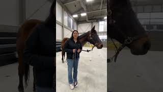 3 Things I Wish You Knew About Animal Sciences at Purdue