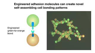 Programming Multicellular Assembly with Synthetic Cell Adhesion Molecules