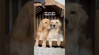 I taught my dog how to give kisses! #dogs #dogshorts #goldenretriever #puppy #puppies #dogtrick