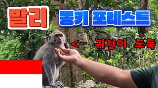 도둑 맞은 귀걸이 뺏는 방법 | 발리 몽키 포레스트 | Bali Monkey forest | 발리 한달살기 (5)