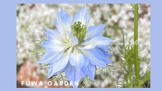 ニゲラ 育てやすい 素敵で可愛い 1年草 ペルシャンジュエル nigella｜｜FUWA Garden｜｜2022年8月28日