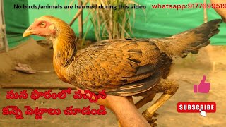 మన ఫారంలో వచ్చిన కన్నె పెట్టాలు చూడండి#jathikollu #chicks #hens #youtube #punjulu #poultry #business