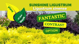 Sunshine Ligustrum | Ligustrum sinense | Hedges, Containers, Mass Planting