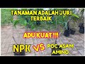 Uji Perbandingan Pupuk Organik VS Kimia