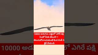 ఈ పక్షి గురించి తెలుసా #facts