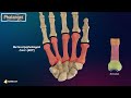 upper limb bones anatomy carpals metacarpals and phalanges