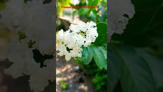 #Beautiful #lagerstroemia indica white #Flower #Plant #Please like \u0026 #Subscribe #shorts👍👍