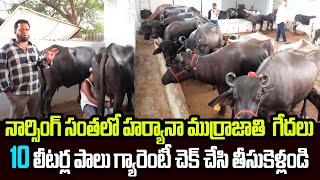 ఇక్కడ ప్రతి శుక్రవారం పాడి గేదల మార్కెట్ |  High milk buffalos for sale | Raithe Raju