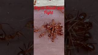 Ant fight | big vs Small ants 😱😱 #viral #shorts #short