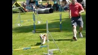 Agility Hans \u0026 Nelli 1. Mai 2012 Kirchheim/Innkreis Jumping 3. Platz.MOV