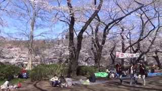 2014年3月31日いち早く井の頭公園でお花見♪