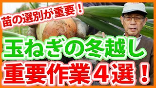 家庭菜園や農園の玉ねぎ栽培で冬越し重要作業4選！苗管理の秘訣と玉ねぎの育て方！【農家直伝】