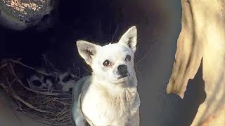 Sad mom asks rescuers to save her puppies in the pipe