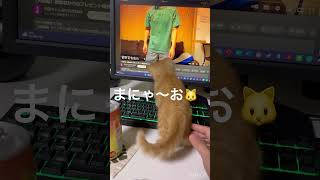 布団ちゃんをみる猫😻