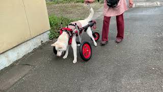 2021.06.14　「はな工房」の犬用車椅子　愛知県　大型犬　空（クウ）ちゃん♪