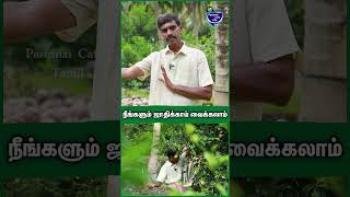 ஜாதிக்காய் நடவு செய்ய எளிமையான வழி | Jathikkai Farm | #jathikka_thottam #nutmeg #organicfarming