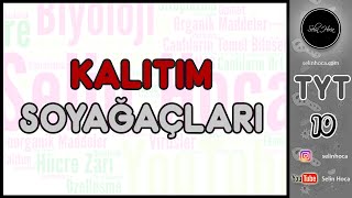 13) Soyağaçları