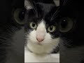 ペットテントでくつろぐかわいいハチワレ猫たち 猫 保護猫 ハチワレ