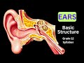 EARS BASIC STRUCTURE   Grade 12