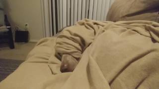 Sleepy Weimaraner Under Covers