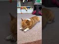 まぶたが重たくなっちゃうコーギー犬コナン