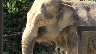 ゾウのすむ森 (上野動物園) 2020年9月11日