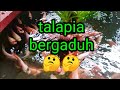 Apa Punca Ikan Talapia Bergaduh ?? Adakah Sebab Keadaan Kolam ??