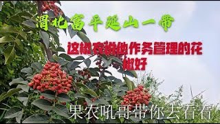 这椒农说他的花椒作务好，吼哥看了看，确实管理的不错