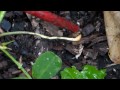 how a peanut forms store bought raw peanuts