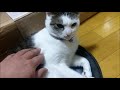 「猫動画」猫鍋はじめました　夏対策