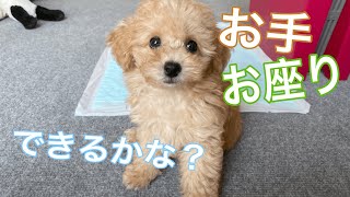 子犬にお手を教えたら、ぎこちなくて可愛すぎた【仕付け】【トイプードル】