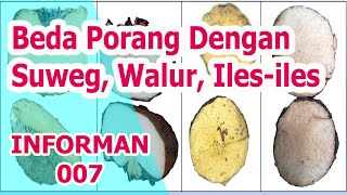 Perbedaan Porang, Suweg, Walur dan Iles iles WAJIB TAU, Perbedaan dilihat dari batang dan daun