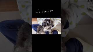 【GRMW】ミニチュアシュナウザーとの朝の一コマ☀️生後9ヶ月の子犬🐶