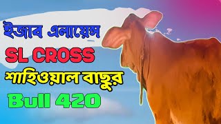 Ejab alliance Sl cross | ৪৫ দিনের শাহিওয়াল ক্রস বাছুর