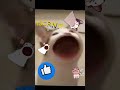 pop cat remix miao