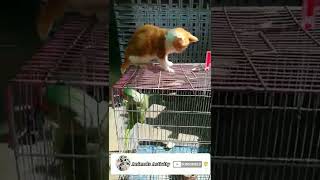 Funny moment || Bahadur sitting on parrot cage and parrot bite Bahadur😝😝