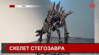 Найбільший і найповніший: рідкісний скелет стегозавра виставлять на торги в Нью-Йорку