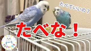 インコのくぅちゃん、おいしいのを一緒にたべる【セキセイインコ】【しゃべるインコ】