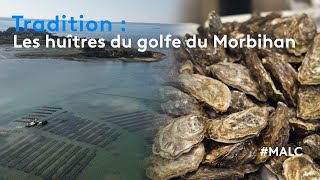 Tradition : les huîtres du golfe du Morbihan