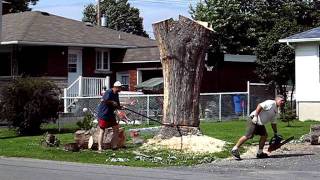 GROS ARBRE À DESSOUCHER 01de02