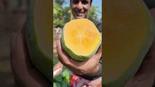 Eating big size papaya of my farm #farmerlife #agriculturelife #agriculture #papayafarm #farmer