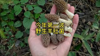 2023年第一朵野生羊肚菌，我要最新鲜的