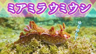 【神秘の海の宝石】串本のタイドプールで輝くミアミラウミウシ｜Jewel of the Sea: Miamira nudibranch in Kushimoto Tide Pools