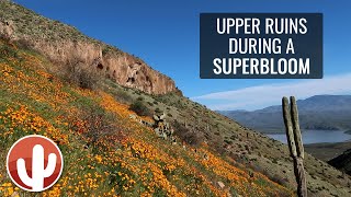 TONTO NATIONAL MONUMENT - Upper Ruins | Wild Flowers Blooming | 2020