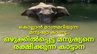 Wild elephant rescuing human from flood ഒഴുക്കിൽപ്പെട്ട മനുഷ്യനെ രക്ഷിക്കുന്ന കാട്ടാന