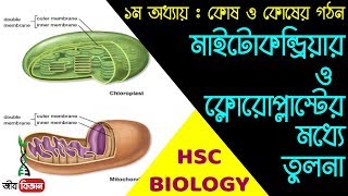 মাইটোকন্ড্রিয়া ও ক্লোরোপ্লাস্টের মধ্যে তুলনা