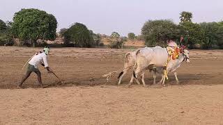 palledoddi ramarao bulls